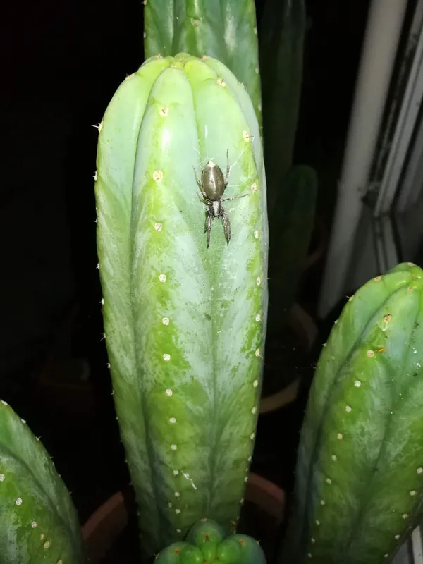 Trichocereus pachanoi Aroha