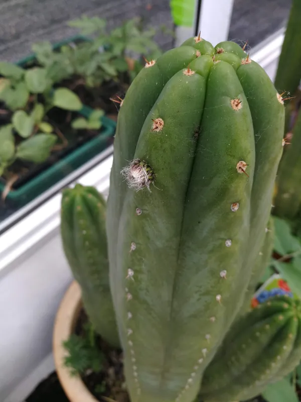 Trichocereus pachanoi Aroha