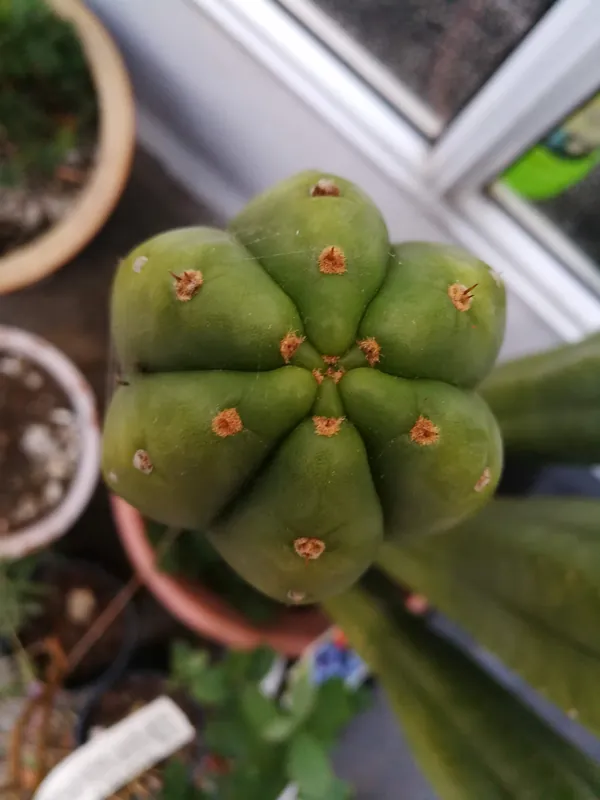 Trichocereus pachanoi Aroha