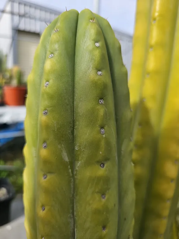Trichocereus pachanoi Aroha