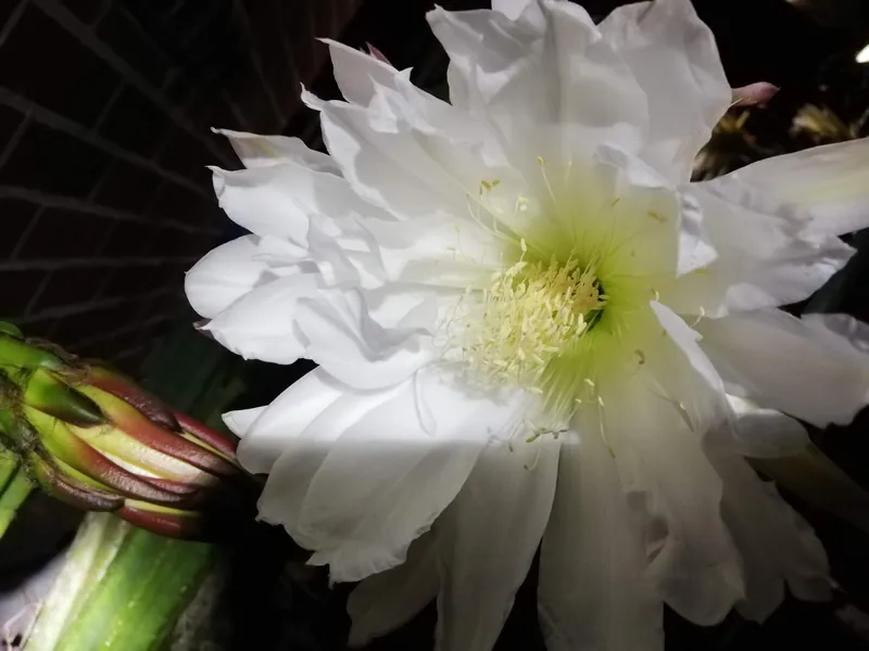 Trichocereus pachanoi Aroha flowering (close up)