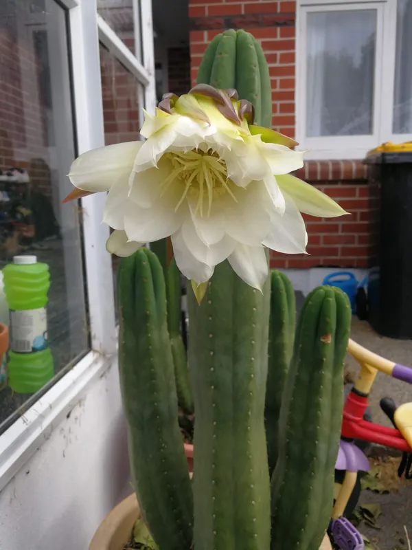 Trichocereus pachanoi Aroha flowering