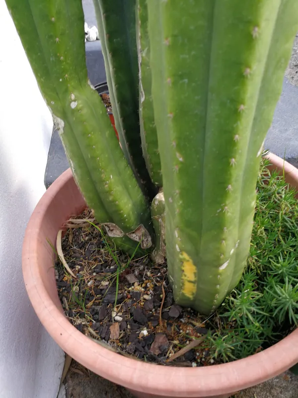 Trichocereus pachanoi Aroha variegated growth