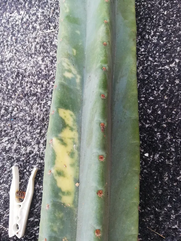 Trichocereus pachanoi Aroha variegated growth